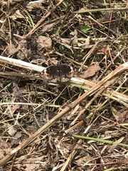 Junonia orithya orithya