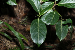 Endiandra globosa