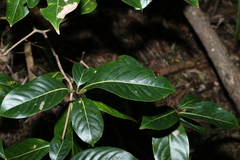 Endiandra globosa
