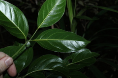 Endiandra globosa