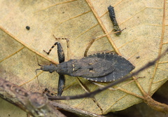 Oncocephalus breviscutum