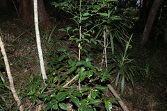 Endiandra globosa