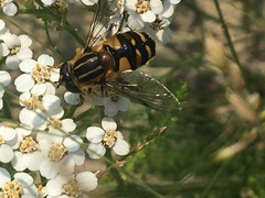 Helophilus neoaffinis
