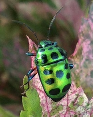 Chrysocoris