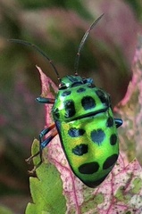 Chrysocoris