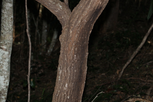 Image of Daviesia arborea by (c) Greg Tasney, some rights reserved (CC BY-SA)