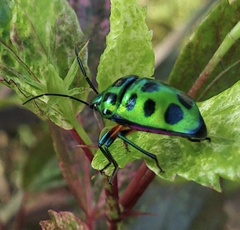 Chrysocoris