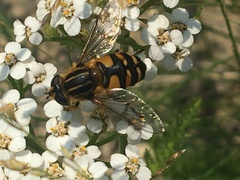Helophilus neoaffinis