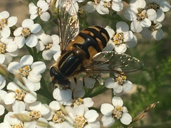 Helophilus neoaffinis