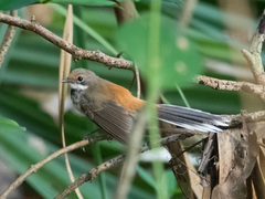 Rhipidura dryas
