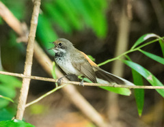 Rhipidura dryas