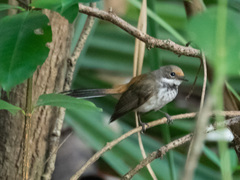 Rhipidura dryas