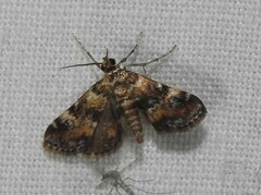 Elophila occidentalis