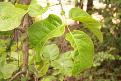 Diospyros ehretioides