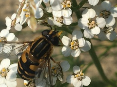 Helophilus neoaffinis