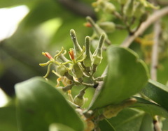 Dendrophthoe pentandra