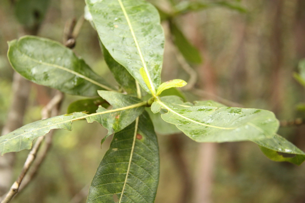 Gardenia obtusifolia