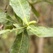 Gardenia obtusifolia - Photo (c) Wangworn, μερικά δικαιώματα διατηρούνται (CC BY-NC), uploaded by Wangworn