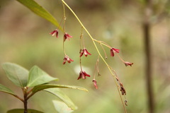 Trigonostemon reidioides