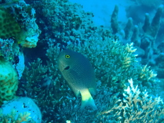 Pomacentrus flavioculus