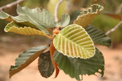 Dipterocarpus obtusifolius