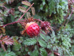 Rubus pungens oldhamii