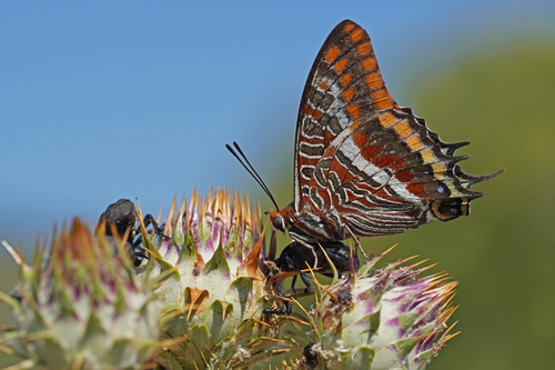 Two-tailed Pasha