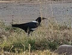 Corvus albus