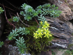 Sedum taiwanalpinum