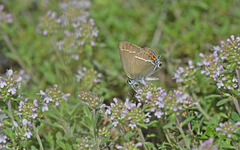 Satyrium spini