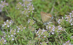 Satyrium spini