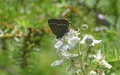 Satyrium spini