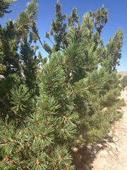 Pinus albicaulis
