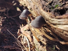 Mycena nargan