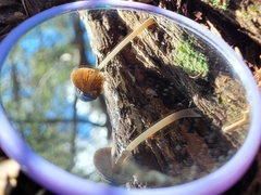 Mycena nargan