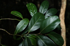 Cryptocarya foetida