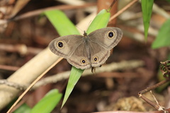 Ypthima pandocus