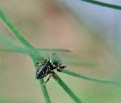 Phidippus