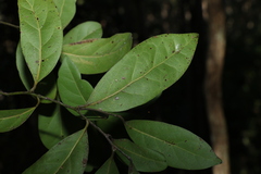 Cryptocarya foetida