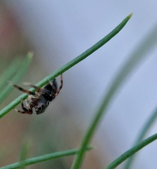 Phidippus