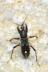 Ectomocoris