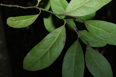 Cryptocarya foetida