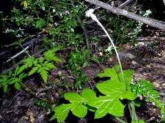 Macrachaenium gracile