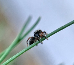 Phidippus