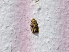 Etanna breviuscula