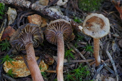 Pseudoomphalina angelesiana