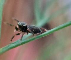 Phidippus