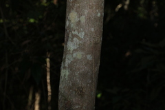 Cryptocarya foetida