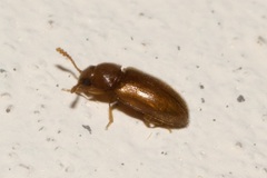 Cryptophaginae
