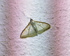 Palpita nigropunctalis